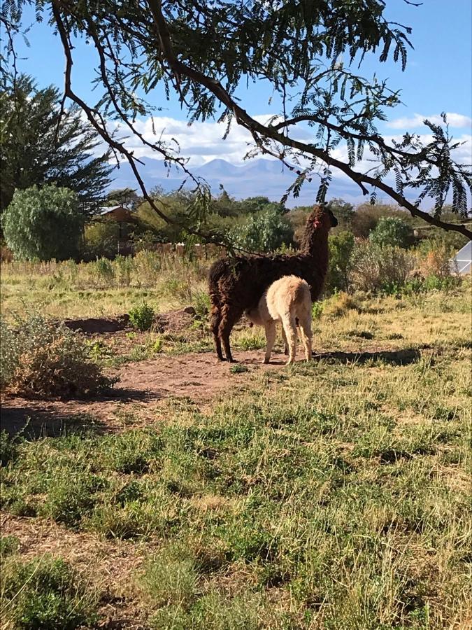 Eco-Lodge El Andinista San Pedro de Atacama Eksteriør billede