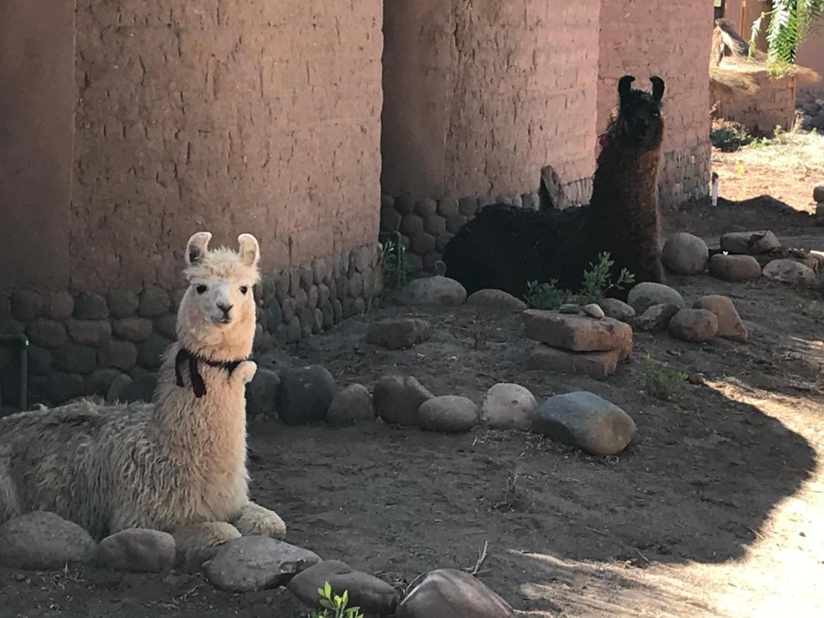 Eco-Lodge El Andinista San Pedro de Atacama Eksteriør billede
