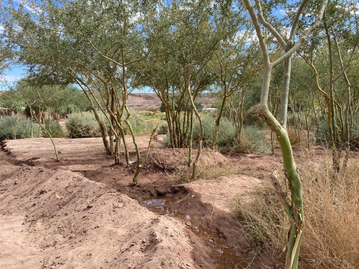 Eco-Lodge El Andinista San Pedro de Atacama Eksteriør billede