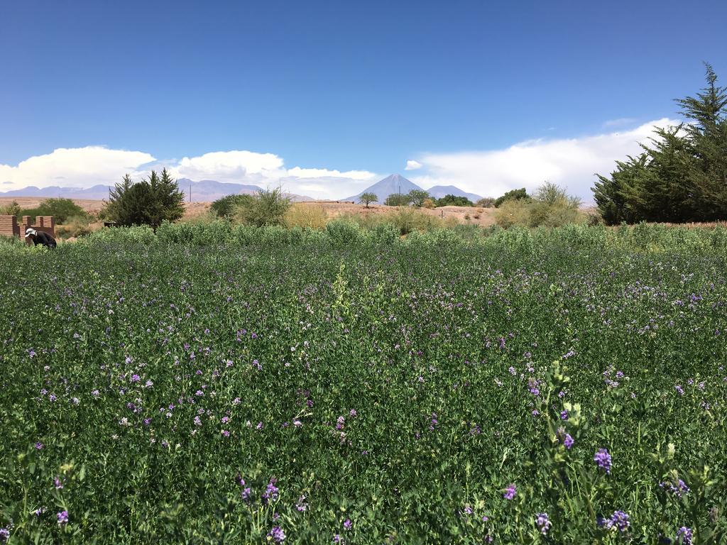 Eco-Lodge El Andinista San Pedro de Atacama Eksteriør billede